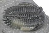 Multi-Toned Hollardops Trilobite Fossil - Ofaten, Morocco #381255-1